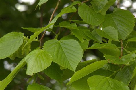 Как выглядит липа зимой