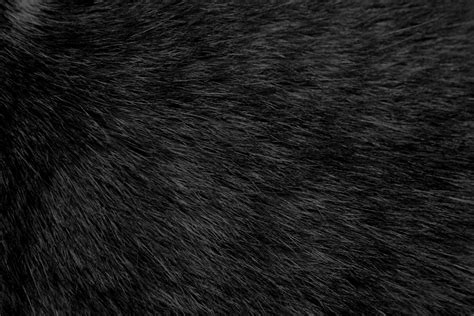 Black Fur Wallpapers on WallpaperDog