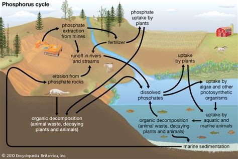 Biogeochemical Cycle Science Britannica