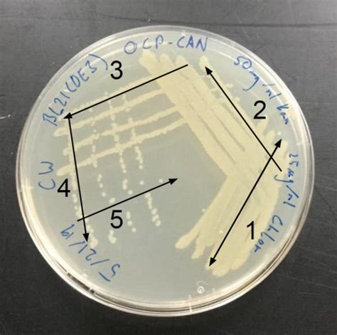 306 Streaking Agar Plates With E Coli Markelz Research Group