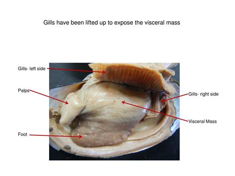 Clam Dissection Visceral Mass