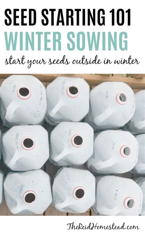 Seed Starting A Guide To Winter Sowing In Milk Jugs Seed