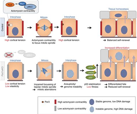 Par Directs Epidermal Fate Decisions Through Coupling Rho Actomyosin