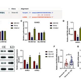 Microrna P Targeted Untranslated Region Utr Of Wnt B Mrna