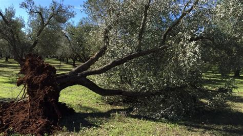 Al Via Il Progetto Di Rigenerazione Sostenibile Delle Zone Della