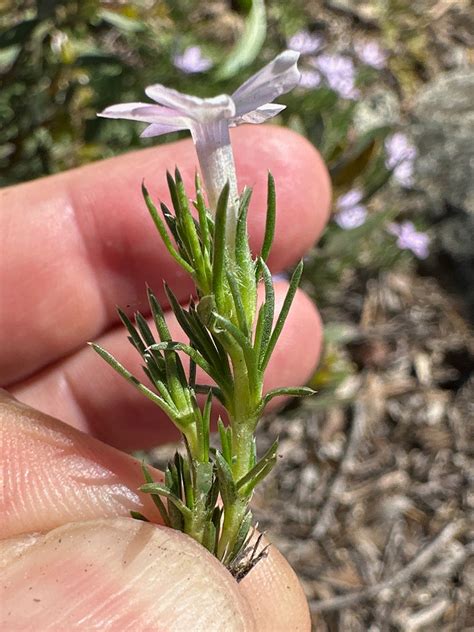 Phlox Diffusa Polemoniaceae Image At Phytoimages Siu Edu