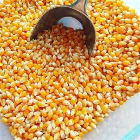 Jual Jagung Popcorn Mentah 250 Gram Lazada Indonesia