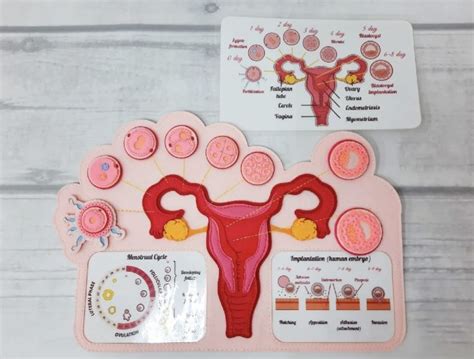 Felt Dilation Cervix Diagram Biology Projects Biology Experiments