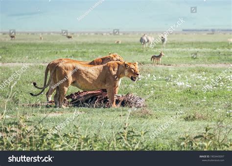 3,063 Lioness eating Images, Stock Photos & Vectors | Shutterstock