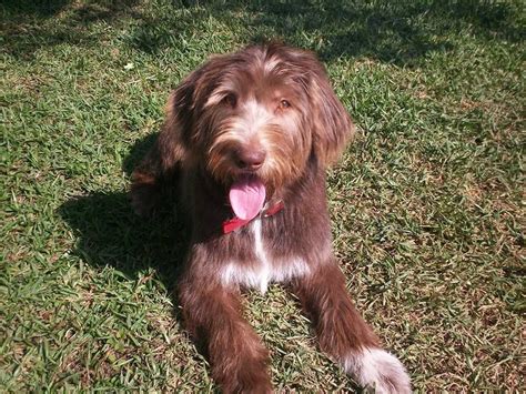 F1 Chocolate Parti Labradoodle With Wavy Hair At 8 Months After Her