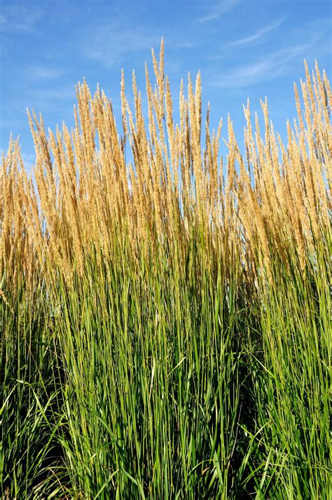 Ornamental Grasses