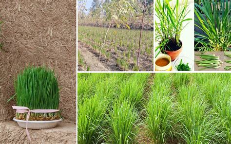 How To Plant And Grow Lemongrass From Seeds Sowing Guide Embracegardening