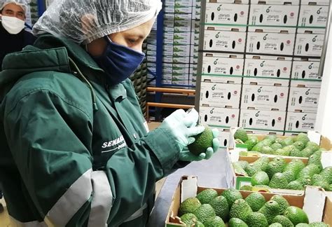 Última campaña de exportación de palta peruana superó las 400 mil toneladas