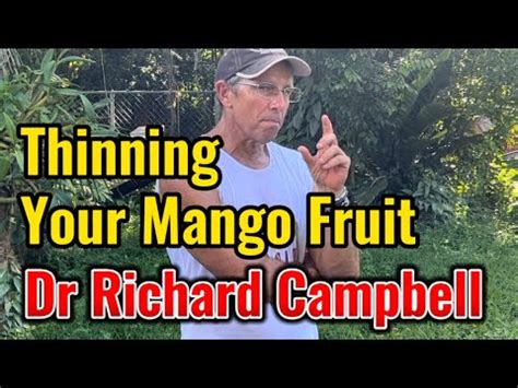 Dr Richard Campbell On Thinning Mangoes For Larger Fruit YouTube