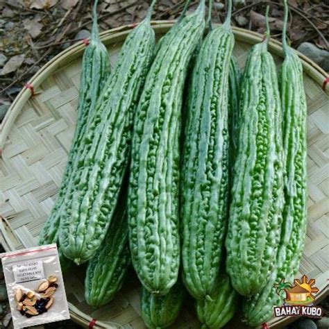 Ampalaya Long Bitter Gourd Sta Lucia Variety Seeds 50seeds Lazada PH