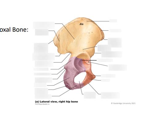 Coxal Bone Lateral View Diagram Quizlet