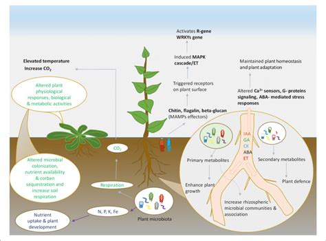 Schematic Representation Of Plant And Microbes Interaction Various