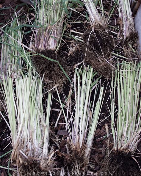 How To Grow Harvest Divide And Use Lemongrass Growing In The Garden