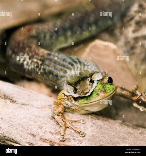 Snake Eating a Frog Stock Photo - Alamy