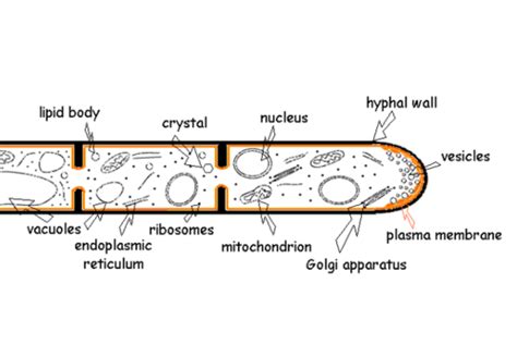 Microbial Biotechnology Introduction Flashcards Quizlet