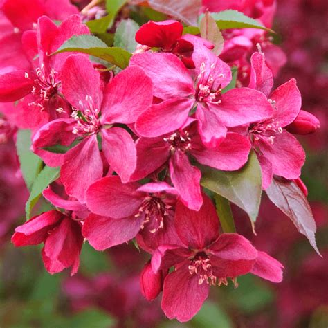 Malus Royalty Purple Flowering Crab Apple Tree Free Uk Delivery