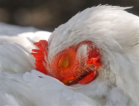 Coryza Poule Peut On Manger Les œufs Communauté MCMS