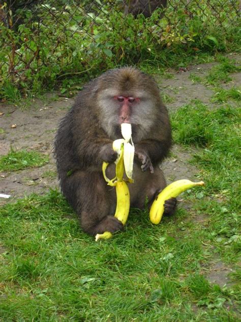 Monkeys Have A Secret Tip To Peeling A Banana Musely