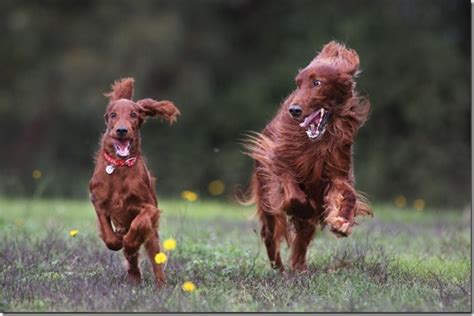 Irish Setter PHOTO OF THE WEEK Irish Setters Australia