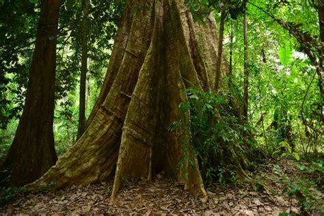 The Fascinating Story Behind The Tallest Yellow Meranti Tree