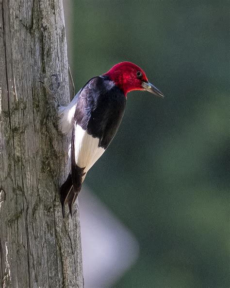 Woodpeckers In New York 11 Most Common Species With Pictures