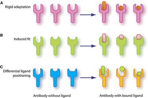 antibody specificity