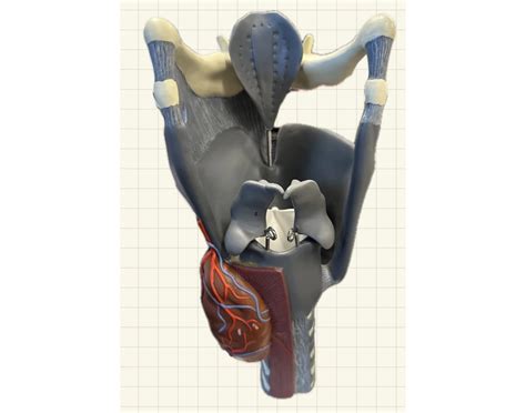 Anatomy Lab Human Larynx Model Quiz