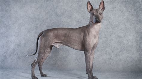 Meet The Breed Xoloitzcuintli Sheknows