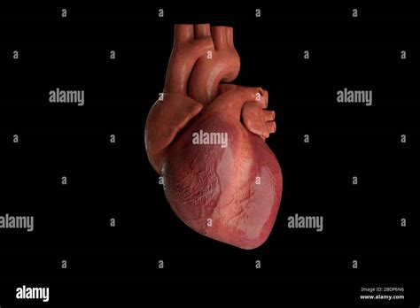 Endocardio Fotos E Im Genes De Stock Alamy