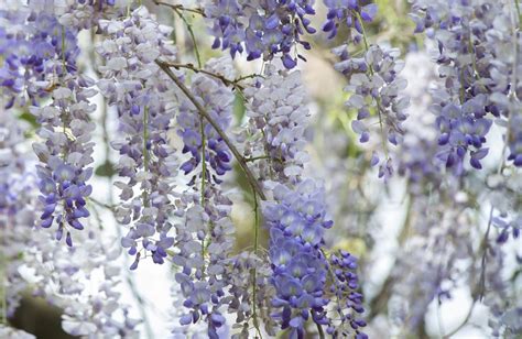 American Wisteria Plant Care And Growing Guide