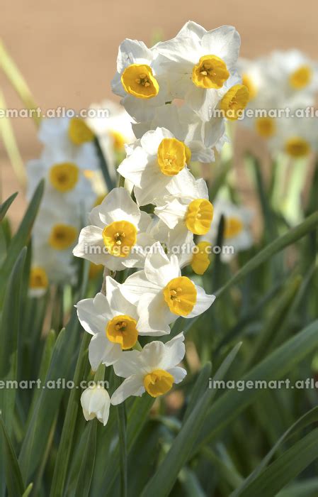 植物・スイセン ヒガンバナ科の写真素材 111375005 イメージマート