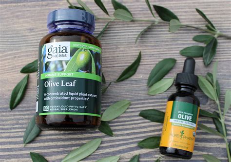 Olive Leaf Extract Benefits As An Herbal Supplement