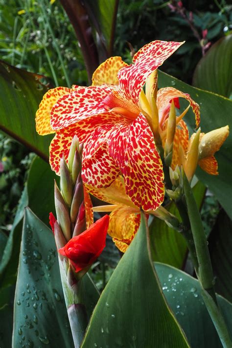 Everything you need to know about growing cannas - The Middle-Sized ...