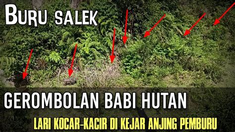 Gerombolan Babi Hutan Lari Kocar Kacir Di Kejar Anjing Pemburu Yang