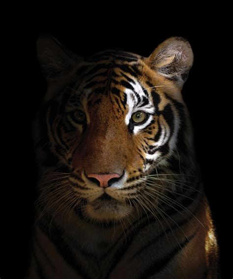 Bengal Tiger Head Indo Pacific Defense Forum