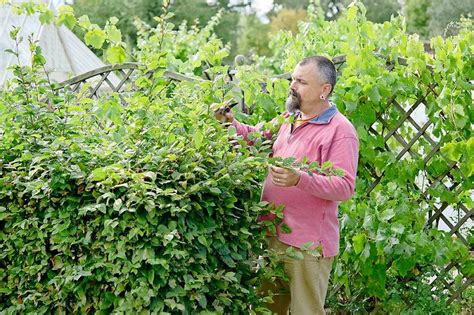 Beukenhaag Snoeien Wanneer En Hoe Doe Je Dat Gardeners World