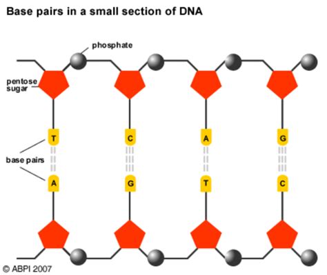 base pairs teaching resources