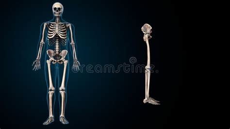 3d Illustration of Human Leg Joint Anatomy. Stock Illustration ...