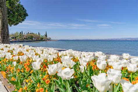 Primavera A Bardolino Il Lungolago Si Colora Con 50 Mila Tulipani