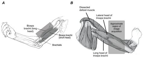 Biceps And Triceps Diagram