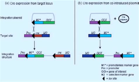 Cre Lox Mediated Site Specific Gene Integration Download Scientific