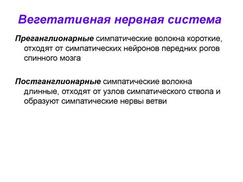 Вегетативная нервная система - презентация онлайн