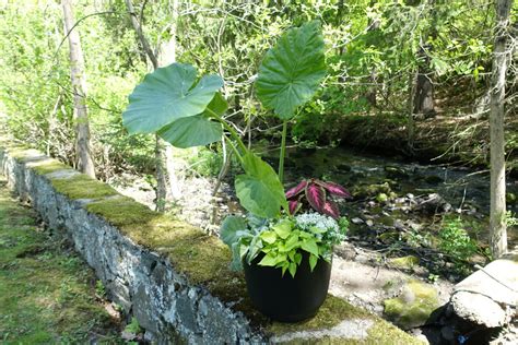 Fine Gardenings Great Garden Container Challenge Fine Gardening