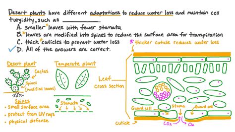 Question Video Identifying A Desert Plants Adaptations To Reduce Water