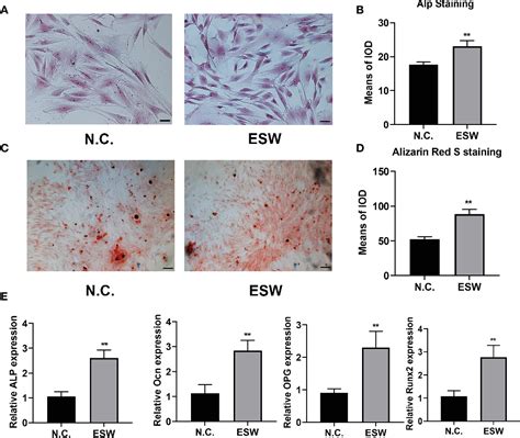 Figure From Extracorporeal Shock Wave Therapy Promotes Osteogenic